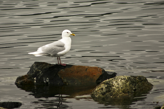 Gull
