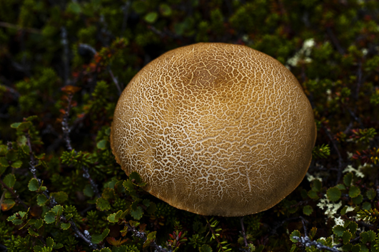Fungus