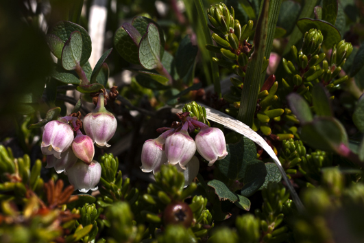 Blomst