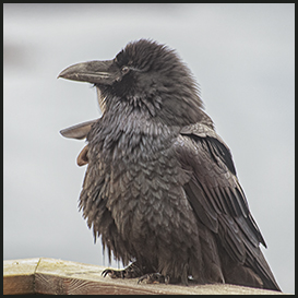 Ravn, Grønland