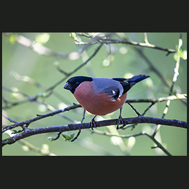 Garden birds, Kongerslev