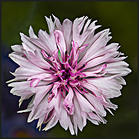 Sommerblomster