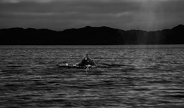 Whale
