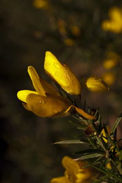 The Gorse