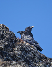 Raven