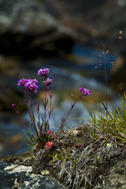 Copperflower