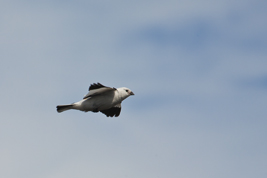 Snow bunting