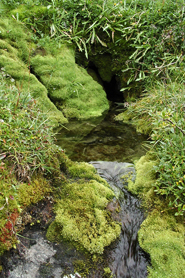 Brook