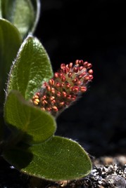 Salix arctica