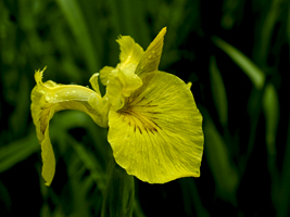 Yellow iris