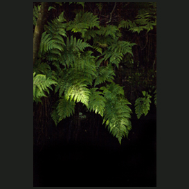 Green fern