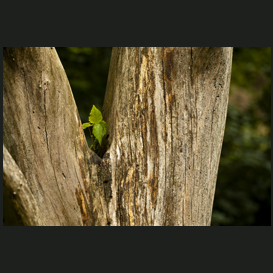 Sprouting life