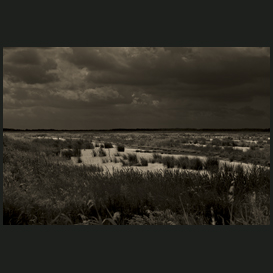 Dark bog water
