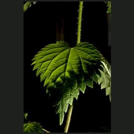 Nettle