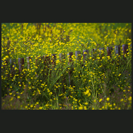 Meadow buttercups