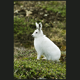 The Arctic hare
