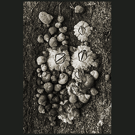 Sea snails, Qaqortoq