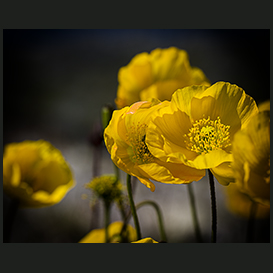 The yellow poppy, Qaqortoq