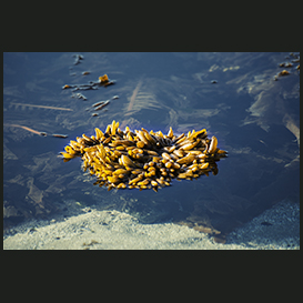Seaweed, Qaqortoq