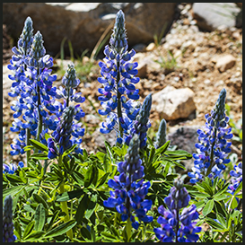 The lupin, Qaqortoq