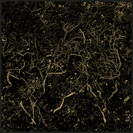 Juniper