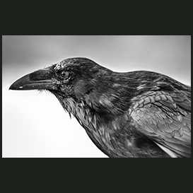 Raven, Qaqortoq