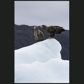 White-tailed eagle
