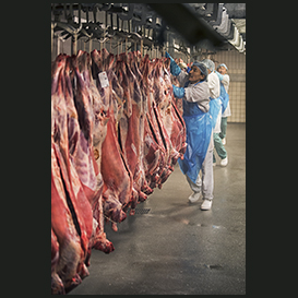The slaughtery, Neqi, Narsaq, South Greenland