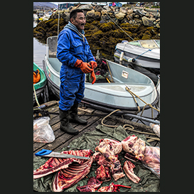 Musk oxen hunter, Qaqortoq