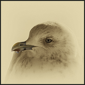 Iceland gull, Qaqortoq
