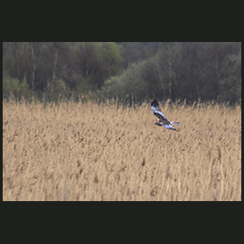 The Marsh harrier, Lille Vildmose